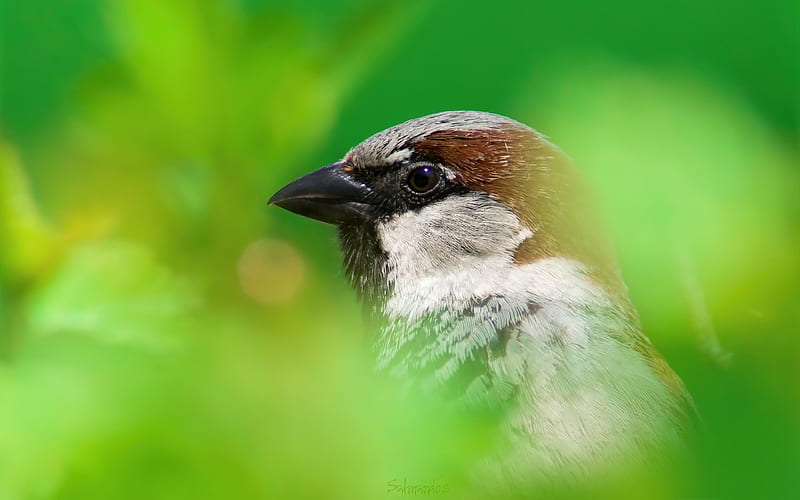house sparrow-Animal, HD wallpaper