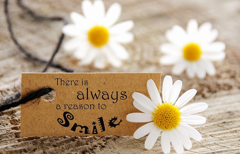 There is always a reason to smile, daisies, pure, flowers, soft, HD wallpaper