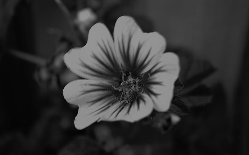 Bliss Torn From Emptiness, flower blackandwhite grainy nature macro, HD wallpaper