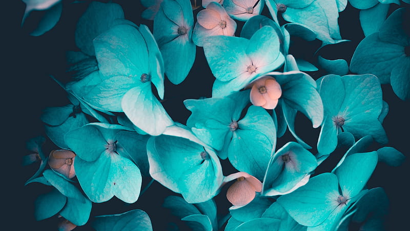 Hydrangea, flower, pink, blue, karina vorozheeva, HD wallpaper