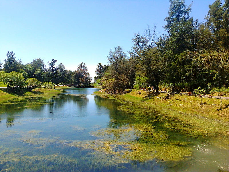 Lake Biwa, estuarine plants, reflection, lake, forest park, HD wallpaper