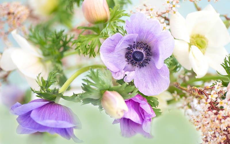 Anemone, purple flowers, background with flowers, beautiful flowers, Ranunculaceae, HD wallpaper