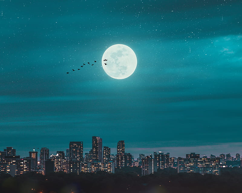 moon, city, birds, night, HD wallpaper