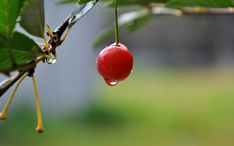 cherry drop berry summer tasty-Plant Macro, HD wallpaper