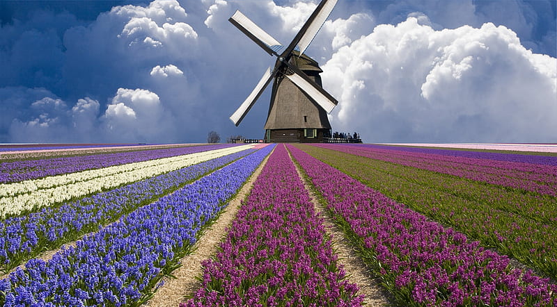 Windmill Lavenders clouds, flowers, beauty, , sky, purple, violet, white, landscape, windmill gray, shot, lavenders, bonito, shovels graphy, green, fields, scenery, pink, beije amazing, view, plantation, colors, griculture, plants, lines, nature, scene, HD wallpaper