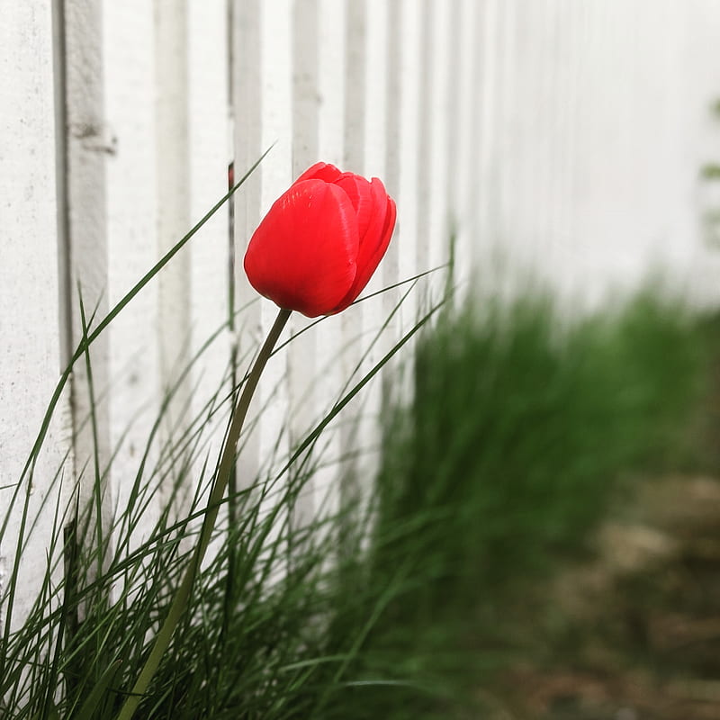 Red flower in green grass, HD phone wallpaper | Peakpx