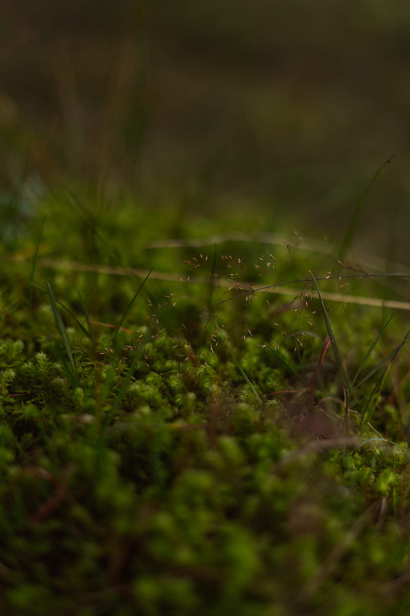 water droplets on green grass in tilt shift lens, HD phone wallpaper