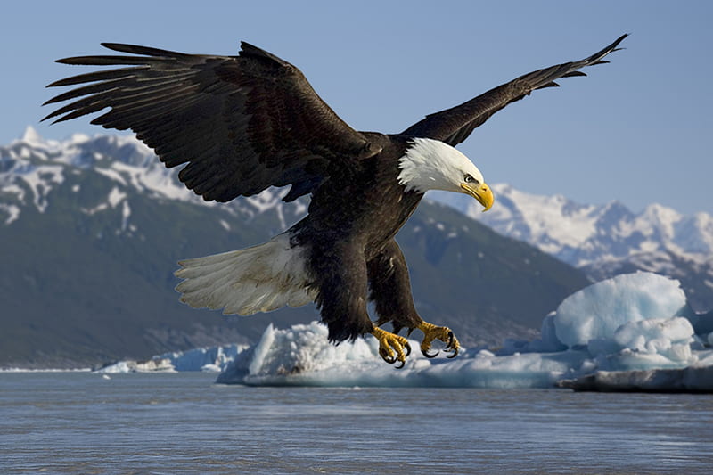 Bald Eagle Landing, wings, bird, mountains, eagle, animal, sea, HD wallpaper
