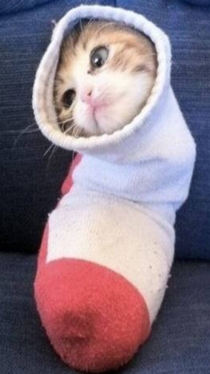 cat in sock, HD phone wallpaper