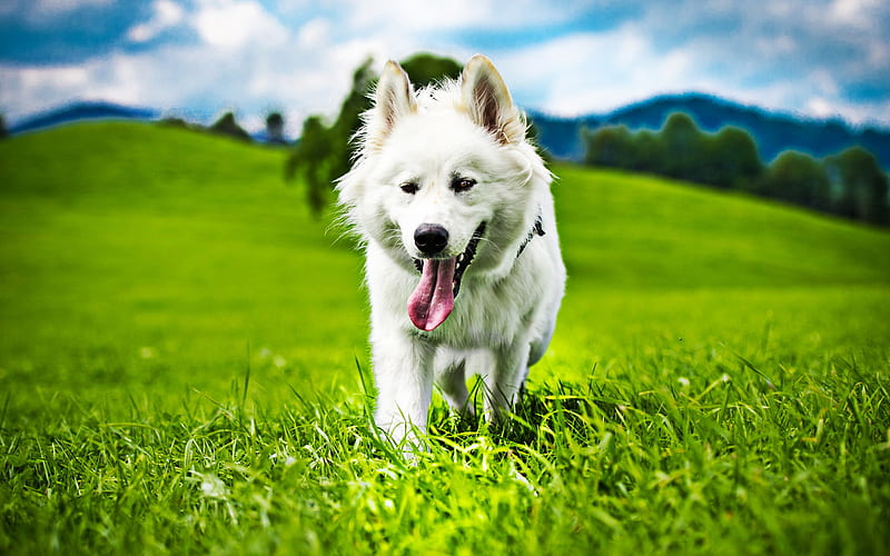 Swiss Shepherd, grassland, cute animals, summer, dogs, white dog, Berger Blanc Suisse, pets, forest, White Shepherd Dog, White Swiss Shepherd, HD wallpaper