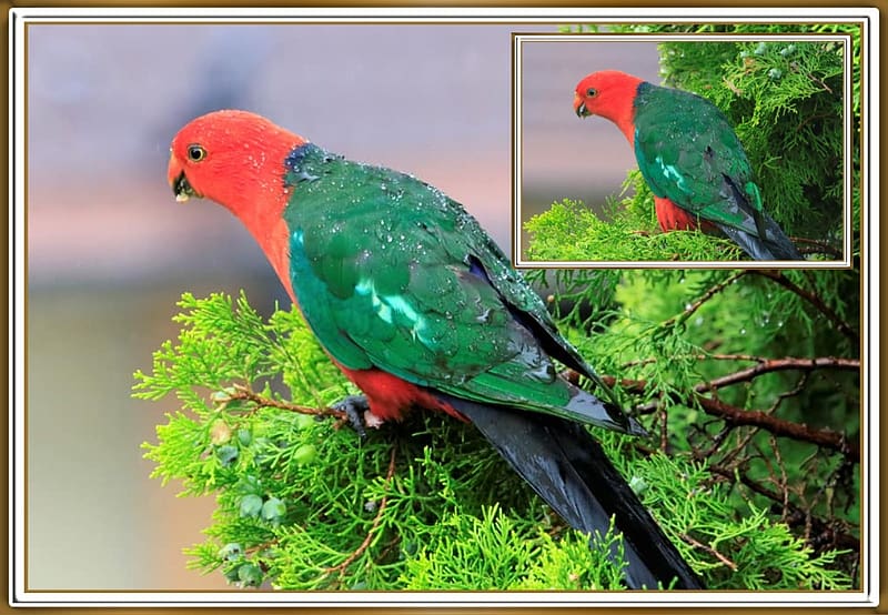 KING PARROT COLLAGE, NATURE, COLLAGE, PARROT, HD wallpaper