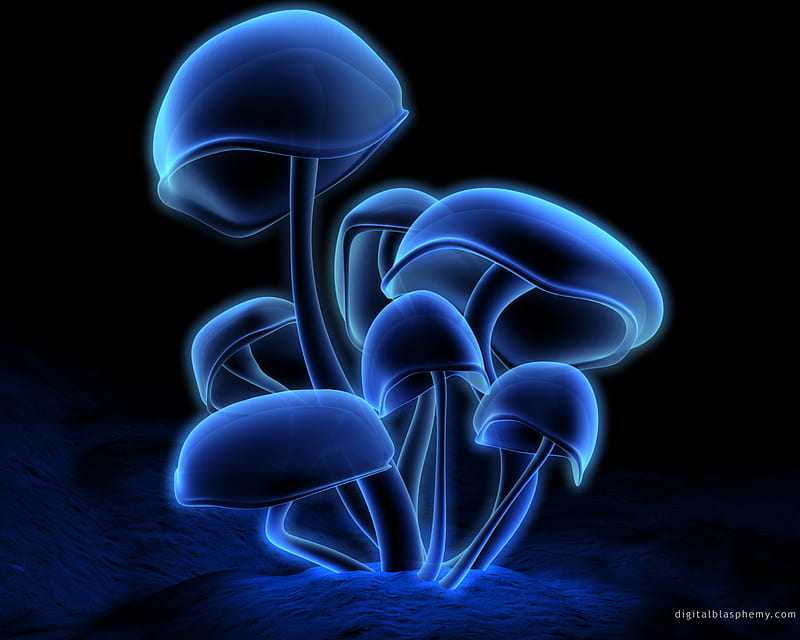 fluorescence, mushroom, blue, HD wallpaper