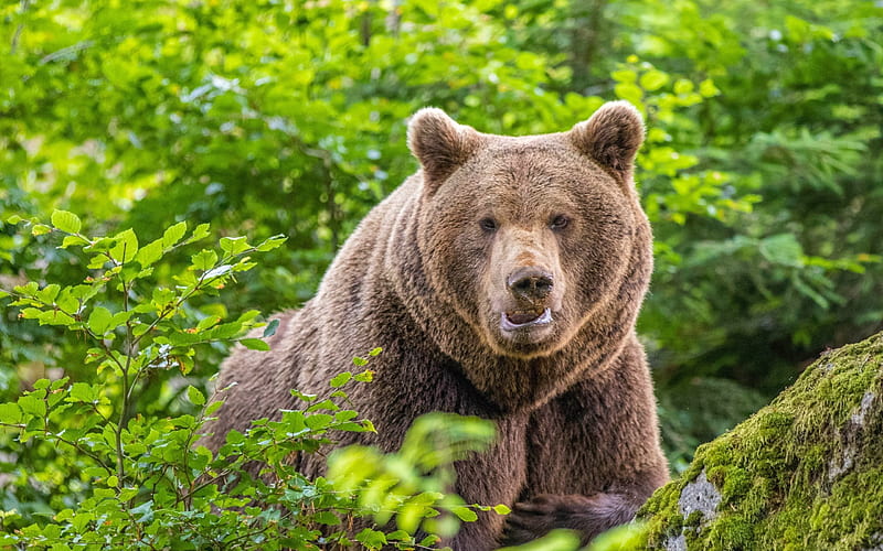 bears, predators, zoo, brown bears, HD wallpaper
