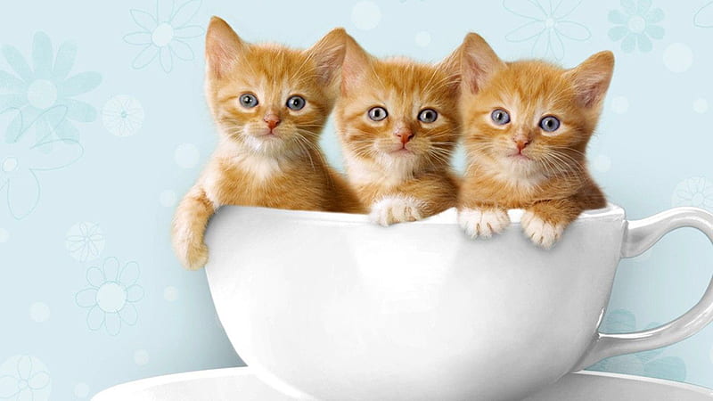 Three Grey Eyes Brown Cat Kittens Are Inside White Cup Cute Cat, HD wallpaper