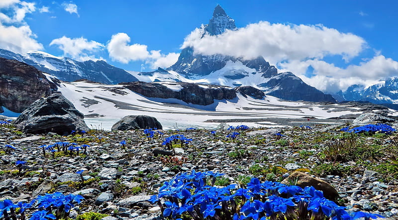 End of winter, rocks, spring, bonito, sky, winter, mountain, snow, peak, flowers, HD wallpaper