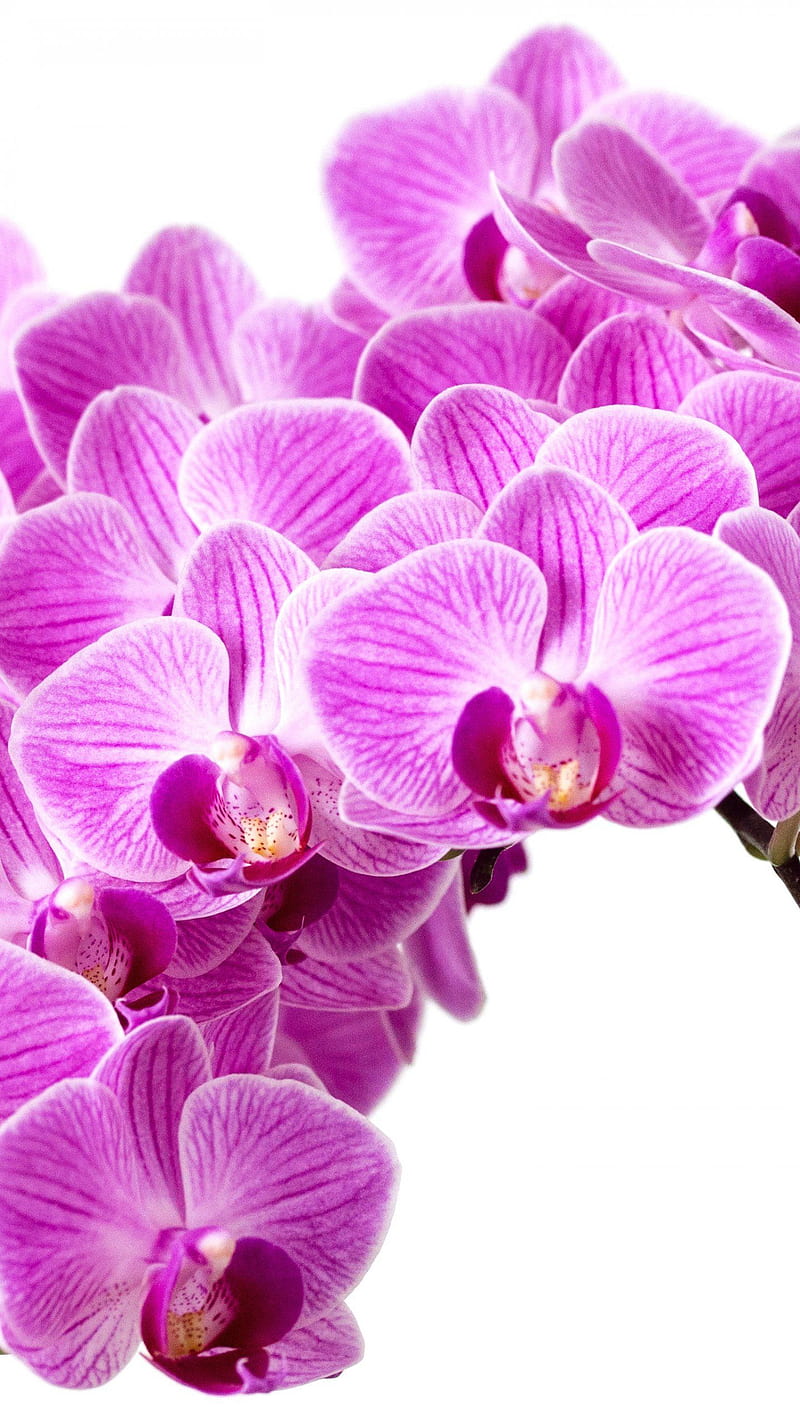 Purple Orchid, Blue and Purple Orchids, HD phone wallpaper