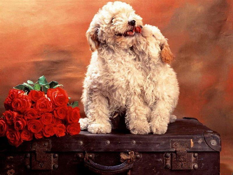 Dogs in Love, cute, red roses, luggage, love, dogs, HD wallpaper