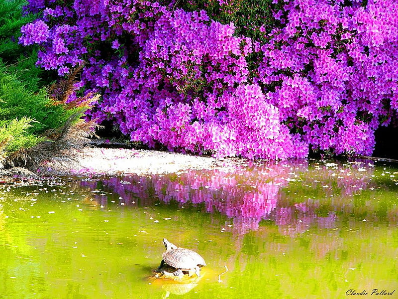 Lonely turtle, art, purple, green, painting, flower, HD wallpaper
