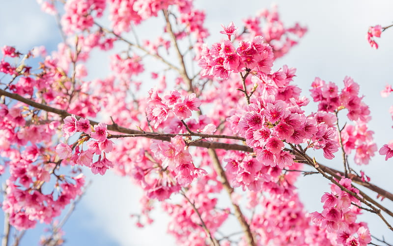pink flowers, spring, sakura, cherry blossom, garden, fruit trees, HD wallpaper