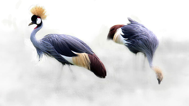 Grey Crowned Cranes, gris, Crowned, bird, Cranes, HD wallpaper