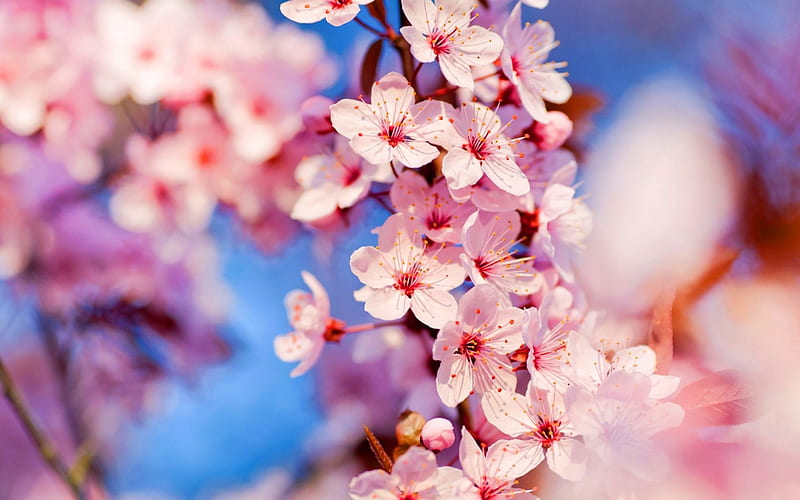 Flores de cerezo - r, flores, naturaleza, rosa, flores de cerezo, Fondo de  pantalla HD | Peakpx