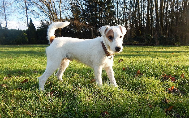 Parson Russell Terrier, grass, meadow, dog, HD wallpaper