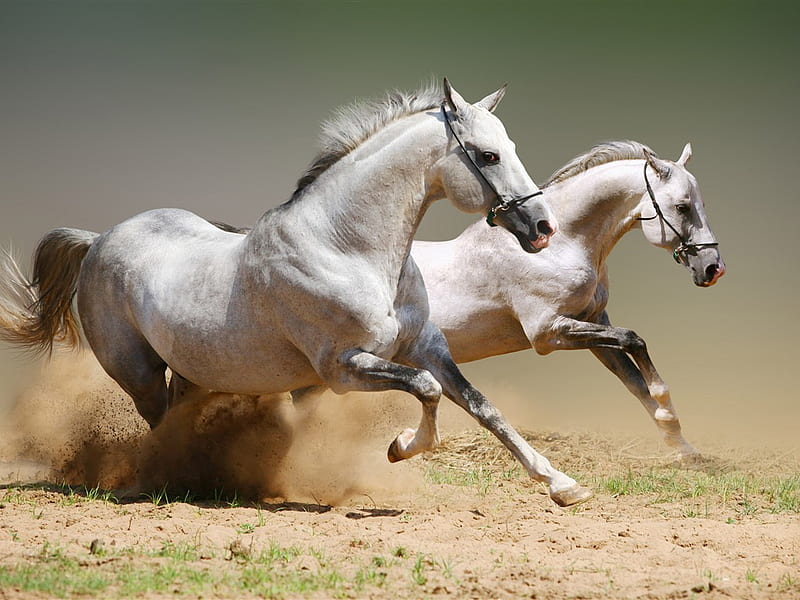 Wonderful Horses 7, romp around, white, two, horses, HD wallpaper | Peakpx
