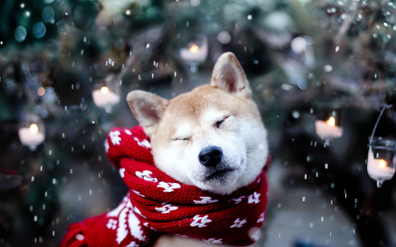 Dog Scarf Snow-2012 animal Featured, HD wallpaper