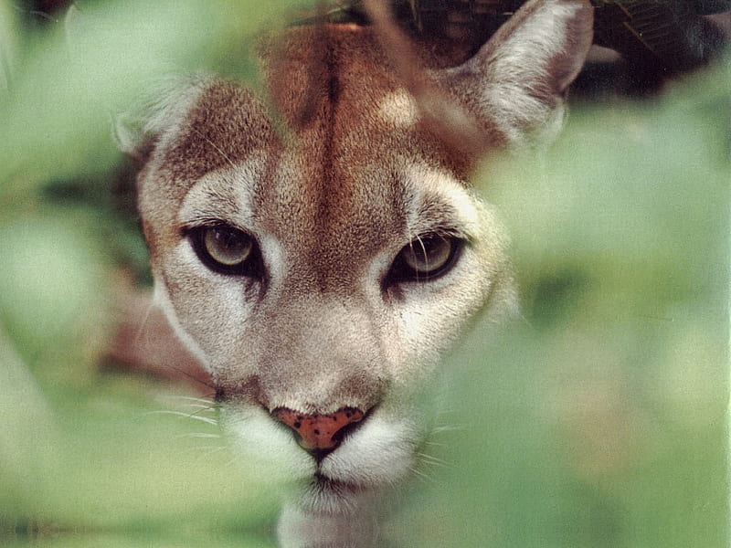 Mountain Lion F2, cougar, cat, puma, panther, lion, animal, mountian, wildlife, nature, HD wallpaper