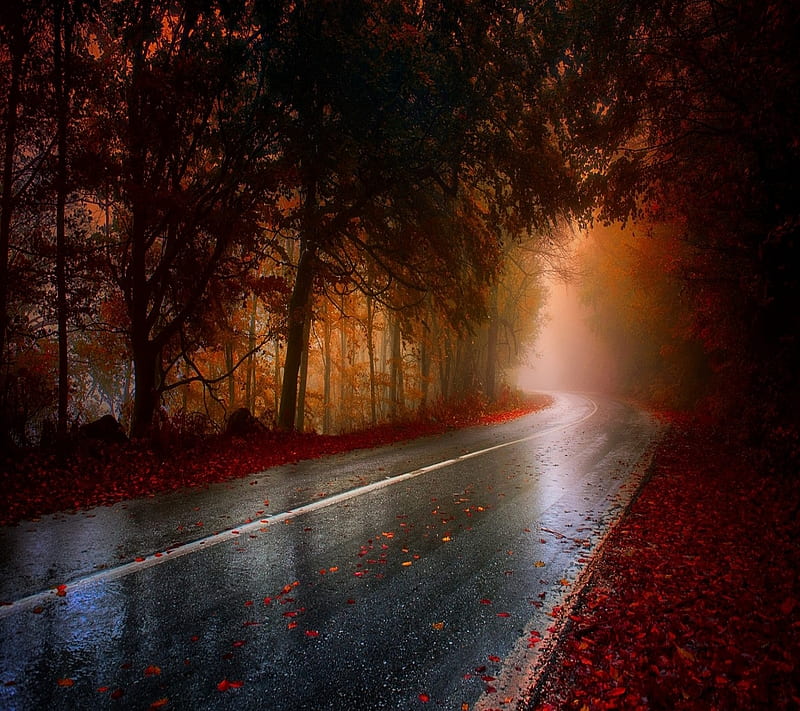 Road, autum, forest, nature, HD wallpaper