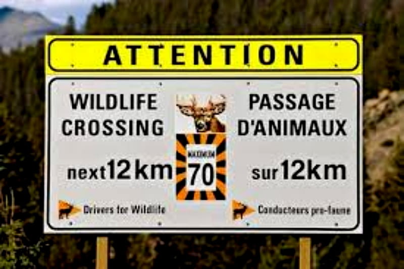Attention Wildlife Crossing, Crossing, Attention, Yellow, Wildlife, White, Animals, HD wallpaper