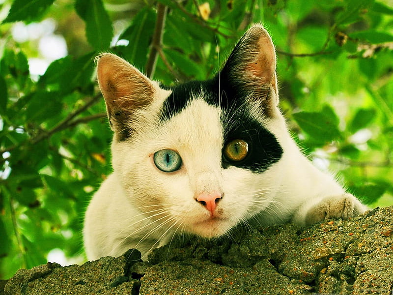 odd eyed cat-Cute pet cat, HD wallpaper