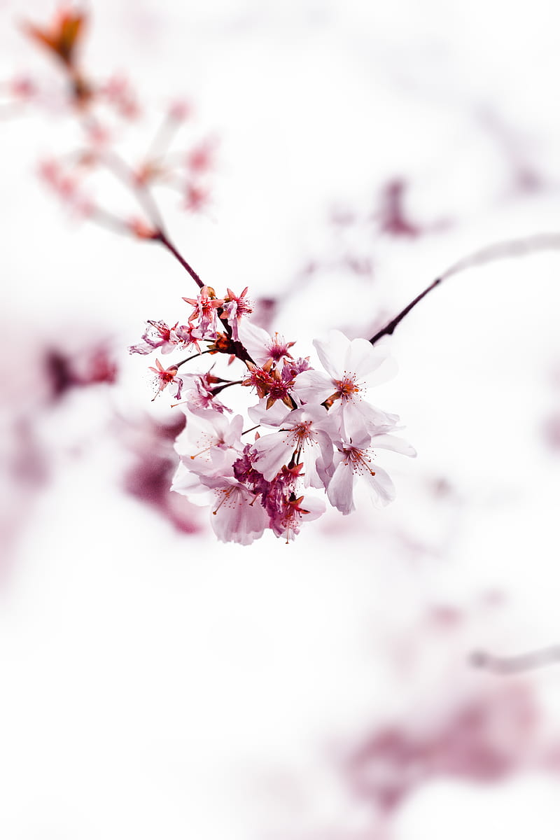 Selective Focus of Cherry Blossom, HD phone wallpaper