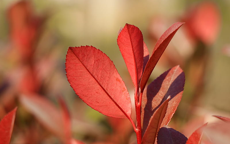 Autumn Red Leaves Macro Closeup, HD wallpaper