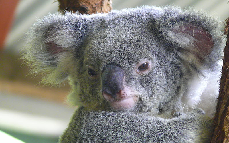 WALLPAPER CELULAR kawaii koala koala animales tiernos