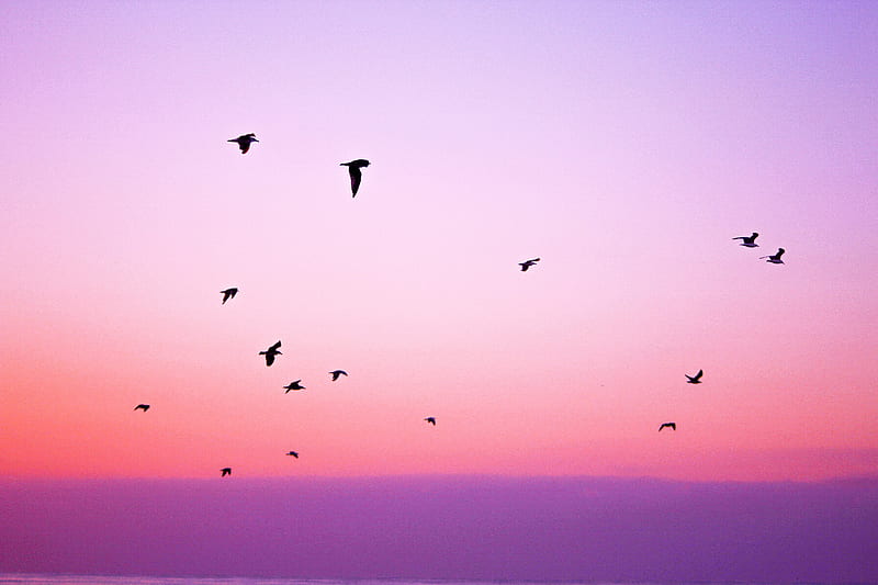 Flock of Flying Birds, HD wallpaper