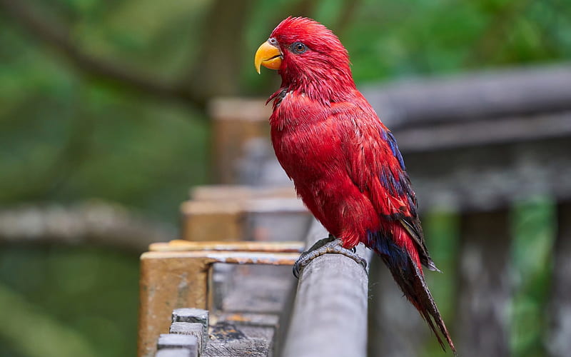 Loriinae, red parrot, bird, beautiful red birds, rainforest, parrots, HD wallpaper