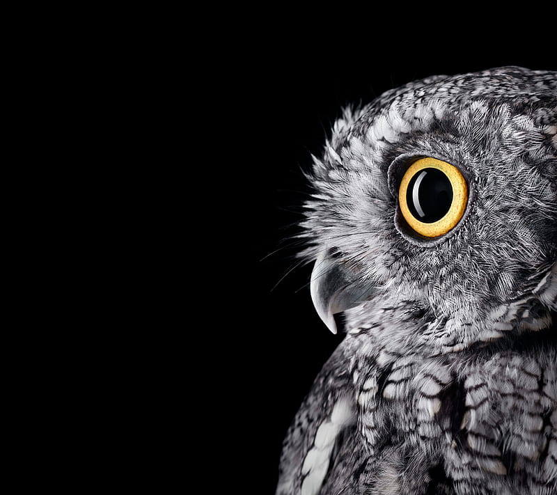 Owl, animal, big, eyes, gold, gris, pet, HD wallpaper