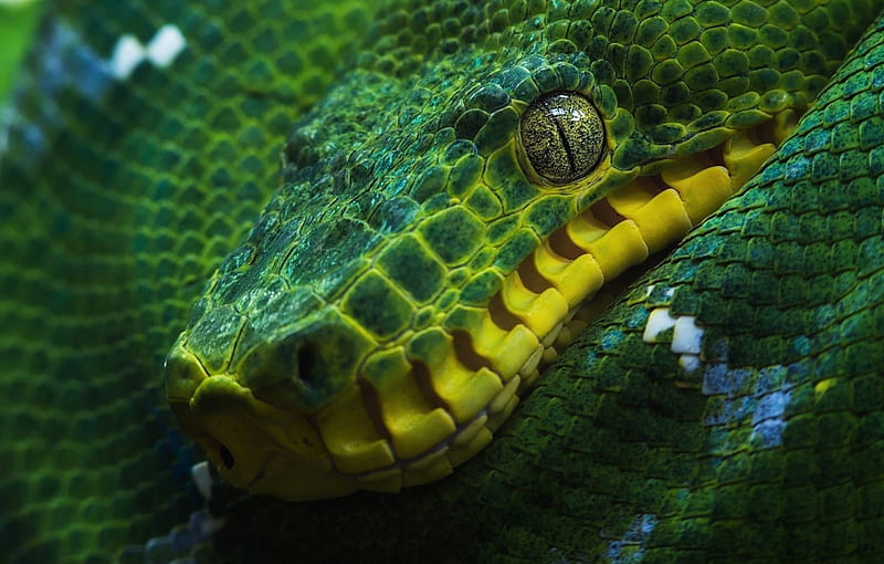 Snake, green, yellow, skin, reptile, HD wallpaper