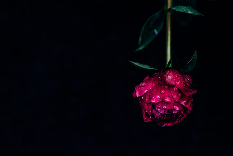 peony, flower, dew, wet, drops, pink, dark, HD wallpaper