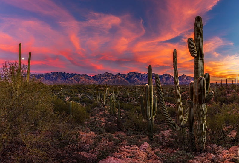 Arid Desert Landscape at Twilight, Sky, Clouds, Cactus, Twilight, Deserts, Sunsets, Nature, HD wallpaper