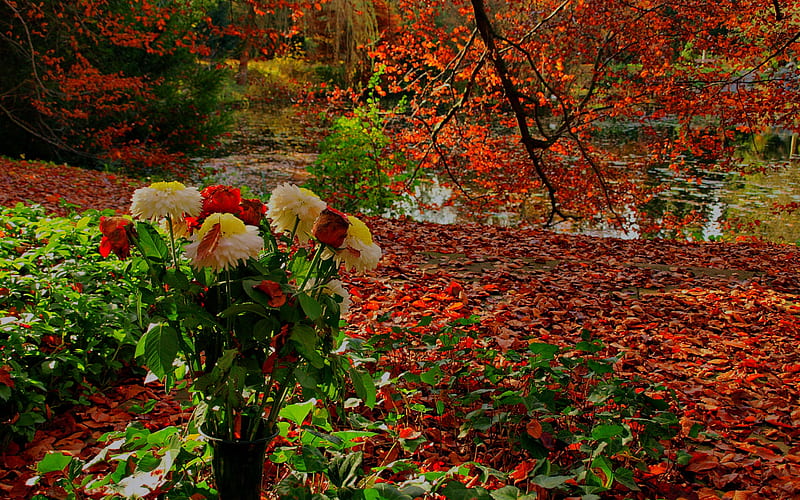 Autumn Flowers, red, autumn, rose, chrysanthemum, rust, flowers, leaf, HD wallpaper