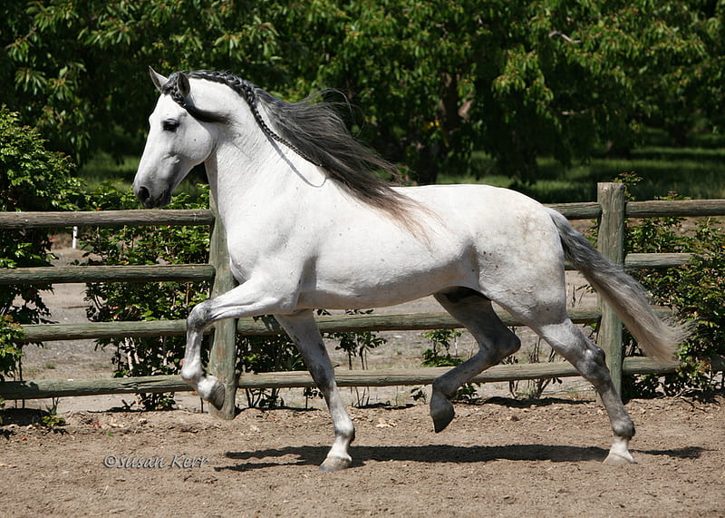 Grey Andalusian 1, gris, andalusian, horses, spanish, HD wallpaper