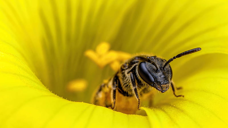 bee, pollination, yellow flower, macro, Animal, HD wallpaper
