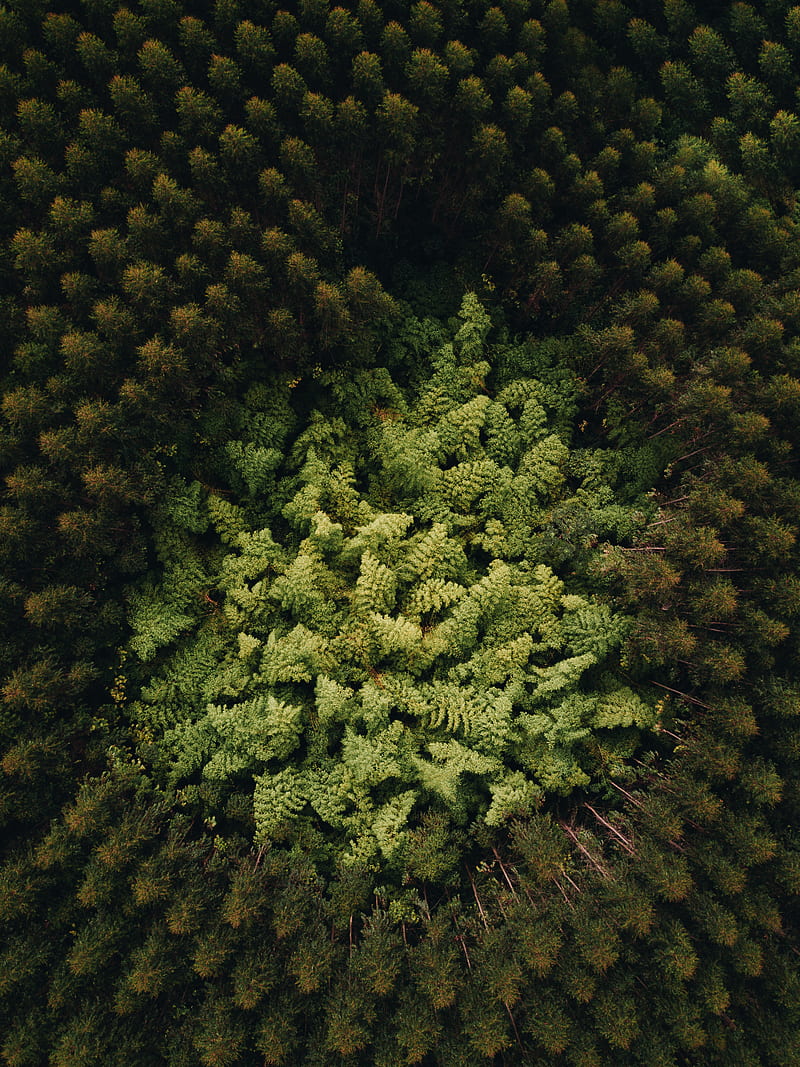 forest, trees, aerial view, treetops, green, HD phone wallpaper