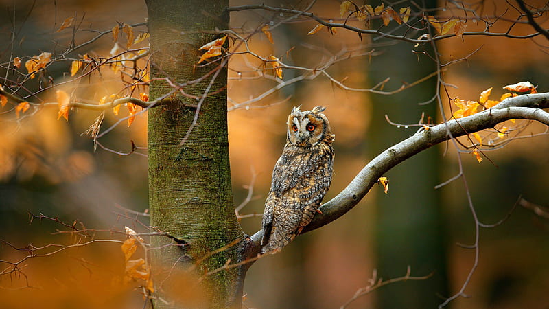 Czech Bohemia Moravia Sweden Owl Bing, HD wallpaper