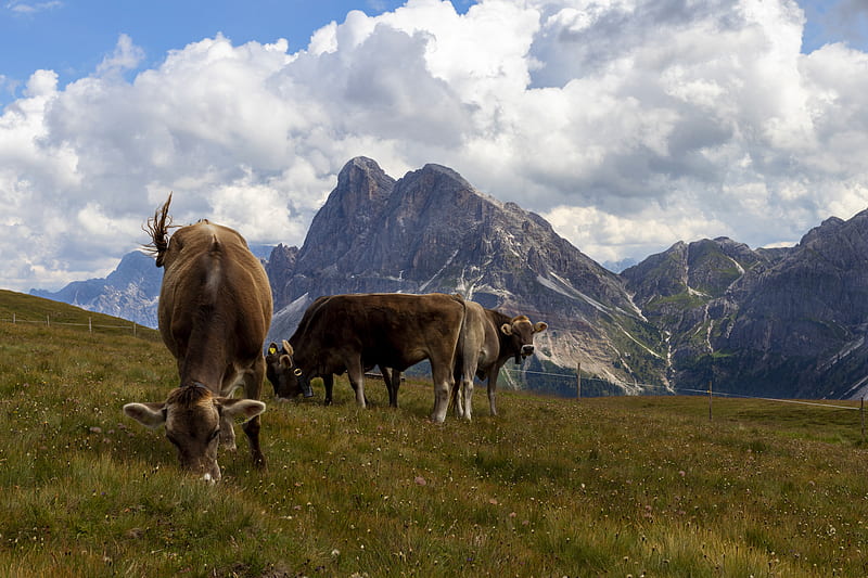 Animal, Cow, Mountain, Pasture, HD wallpaper
