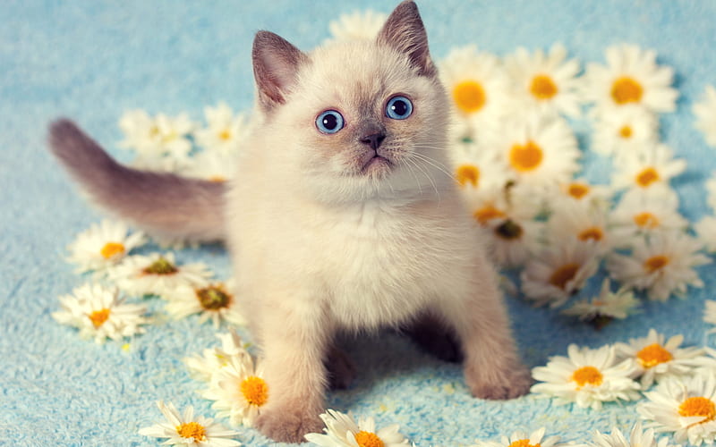 Siamese Cat, chamomile, kitten, pets, cute animals, cats, Siamese, HD wallpaper