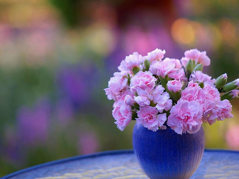 Pink carnations, bokeh, flower, vase, carnation, pink, blue, HD wallpaper