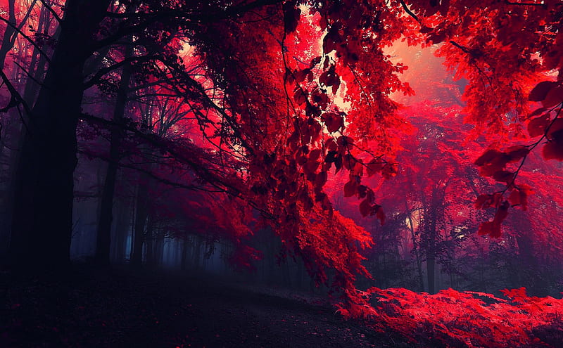 magical red forest, magical, forest, red, fog, HD wallpaper